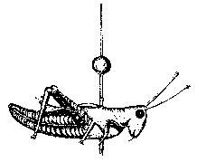 Drowne's Grasshopper Weathervane